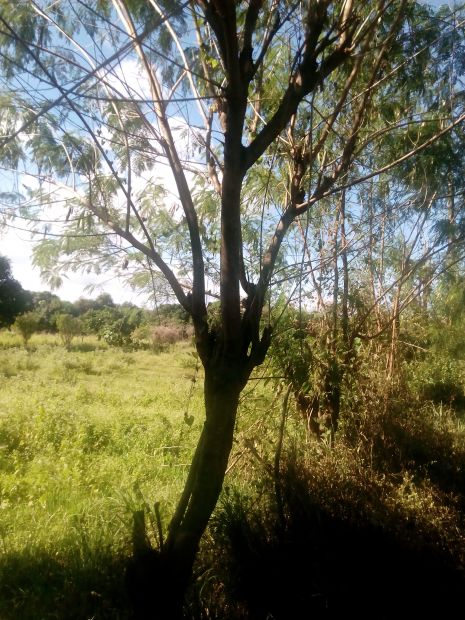 Raw Land Agricultural for Sale Joint Venture Sta Elena