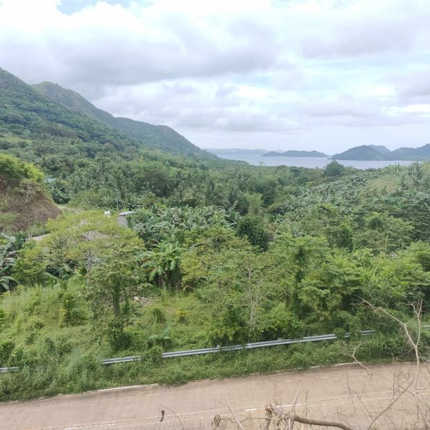 1.3 HECTARES LAND FOR SALE IN BRGY DECABOBO CORON PALAWAN