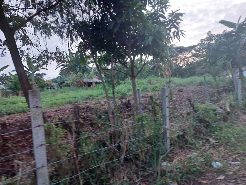 6000 Square Meters Residential Lot For Sale In Morong Rizal 6000-square-meters-residential-lot-for-sale-in-morong-rizal
