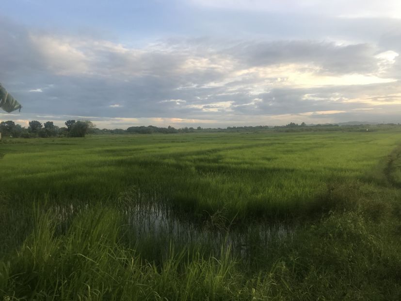 50-hectares-farmland-for-sale-in-capas-tarlac