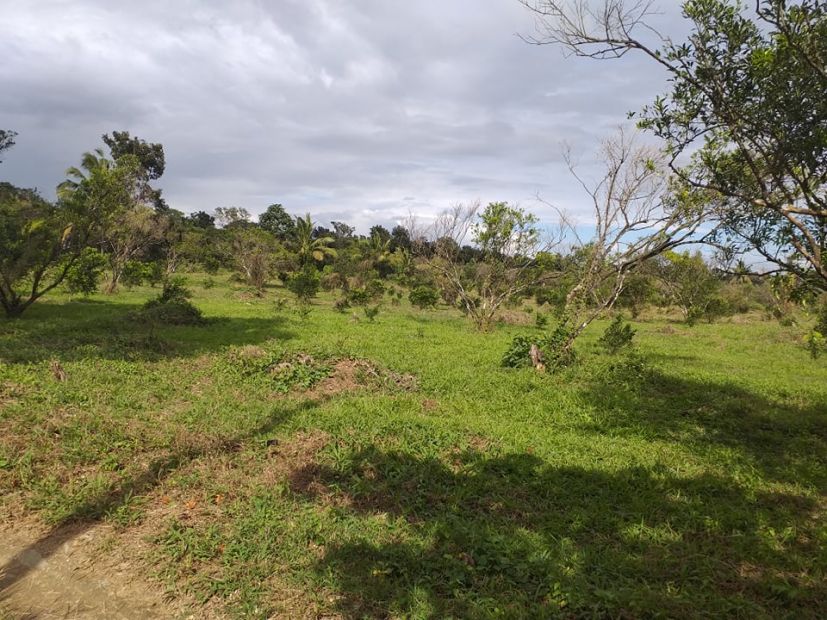 Citrus Farm in Batangas