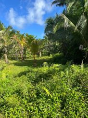 1.4 Hectares Lot for sale in Siargao, General Luna, Surigao del Norte