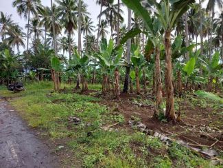 Coconut Farm Lot for sale in Baracatan Toril, Davao City, Davao Del Sur