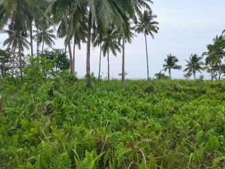 2nd Lot Property near The Beach for Sale in Quezon, Palawan