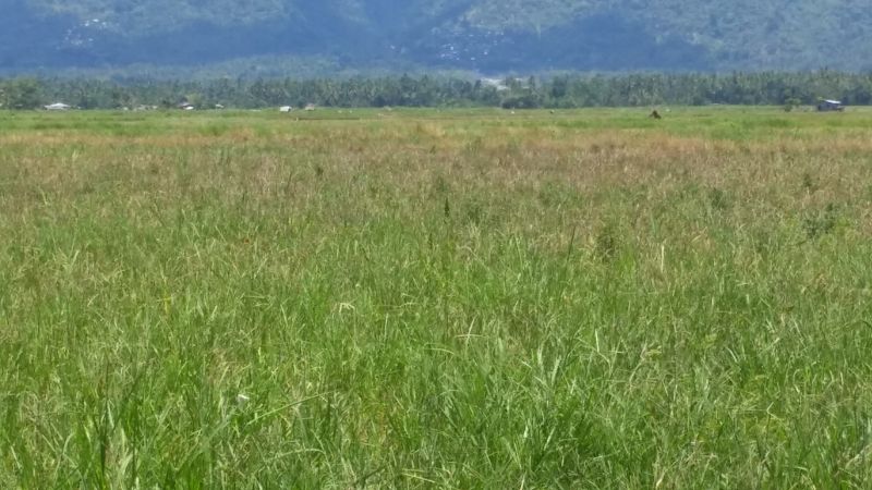 12 HECTARES LAND FOR SALE 12-hectares-land-for-sale