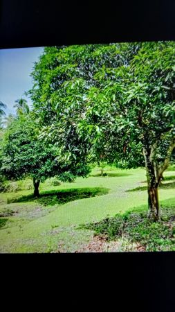 Farm lot for sale Lungag, Digos. Along cemented road,,6hectare,,6M