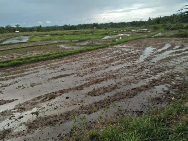 Irrigated Ricefield For Sale In Pilar Bohol 100/Sqm