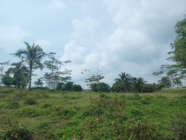 40 hectares farm in Nasugbu Batangas