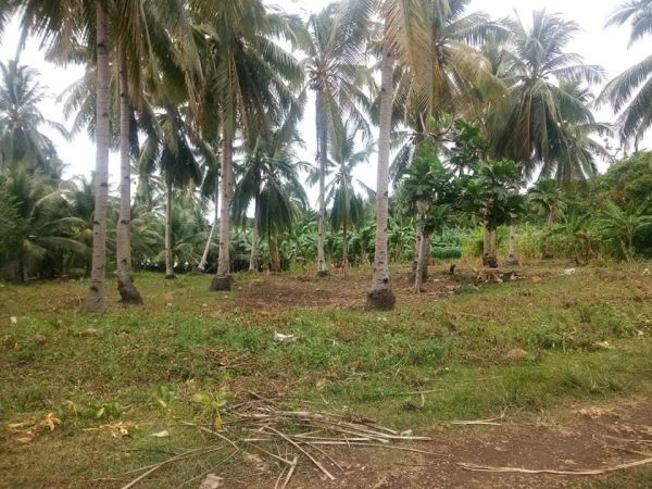 16522 sqm lot in Tabuelan with clean title