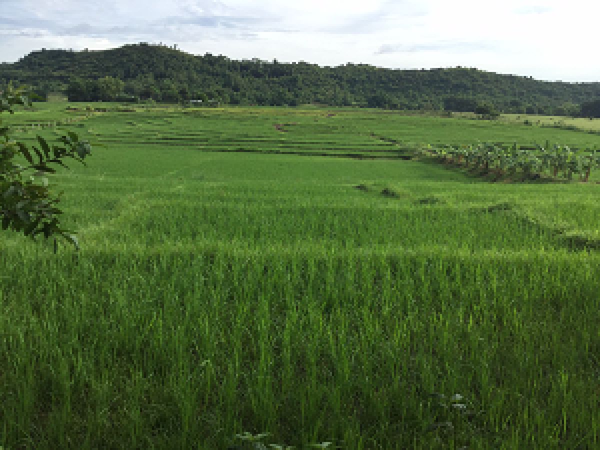 Farmland in Tarlac For Sale 6.8Hectares