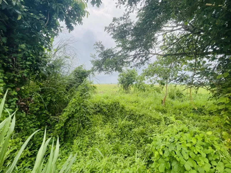 RUSH SALE AFFORDABLE FARM LOT IN TARLAC WITH VIEW OF MT ARAYAT NEAR CONCEPCION