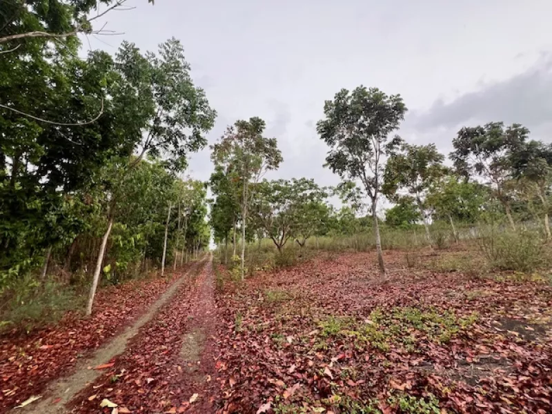 Rosario Batangas 1.394 hecares Farm, Piggery, Mahogany, farm house near BRC