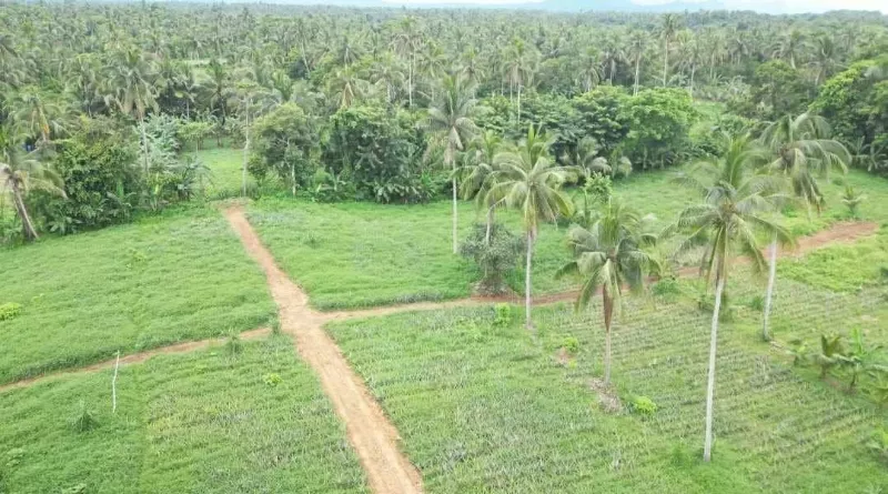 Affordable Farm Residential Lot in Alfonso
