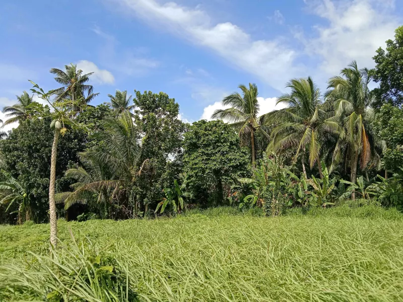 260 sqm Affordable Installment Farm Lot for Sale in Amadeo, Cavite