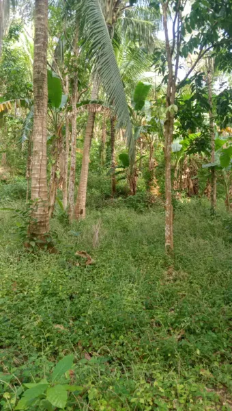 For Sale: 1.3has farm lot w/ Rambutan trees & 1.2has farm lot w/ Lansones trees