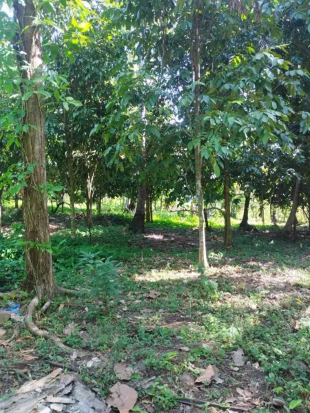 2,362 sqm Lot For Sale in Toril