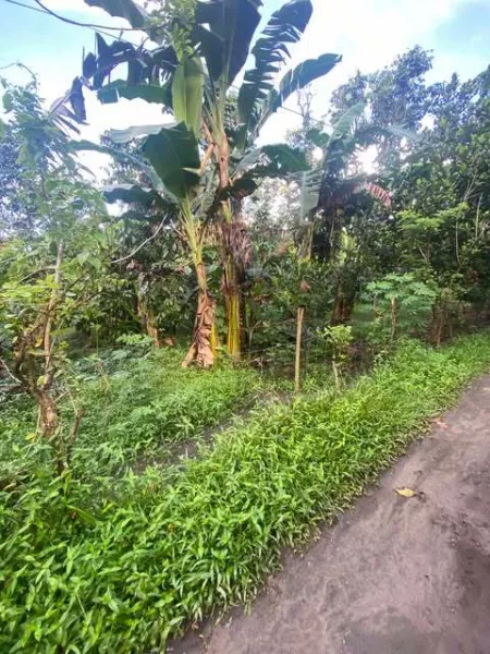 Lot For Sale 1.5 Affordable Price Brgy Alangilan Bacolod City