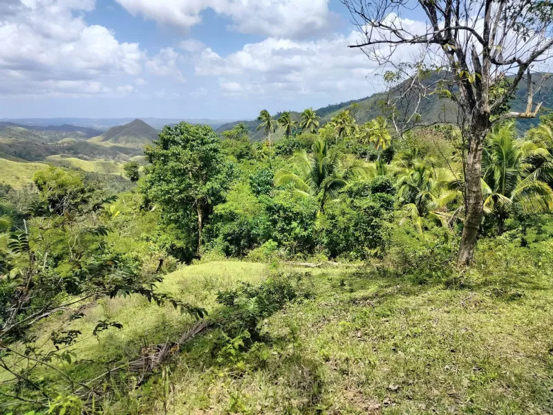 2 Adjacent Farm lot for sale in Carmen, Bohol, Philippines