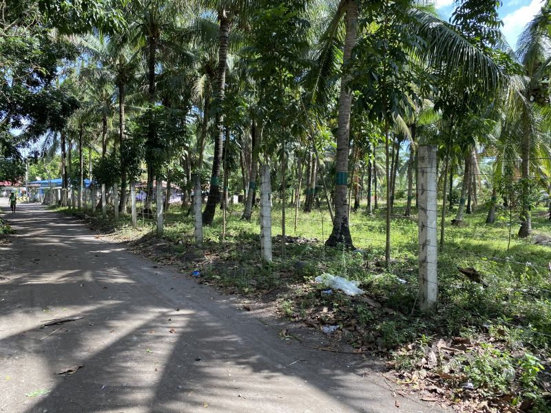 Farm lot for sale in Quezon 50,900 sqm